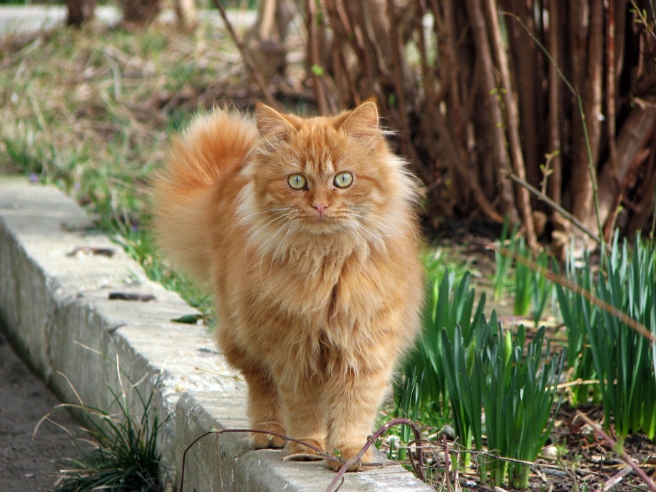 Весенний рыжий кот