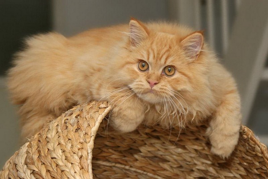 Полуперсидский кот рыжий
