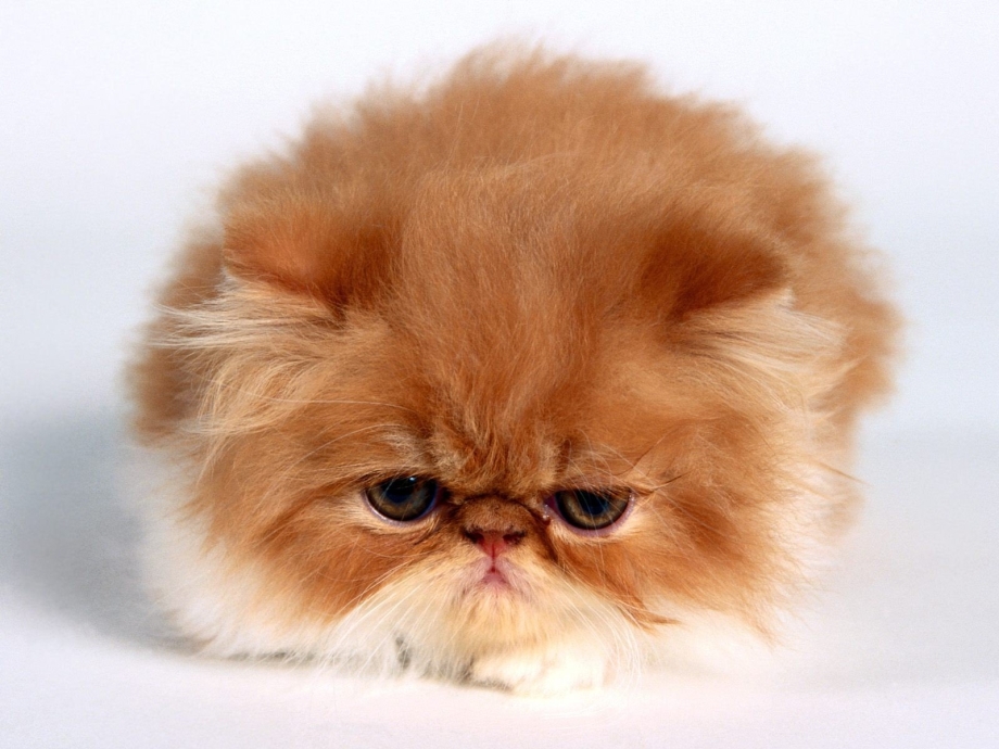 Шотландская Персидская кошка