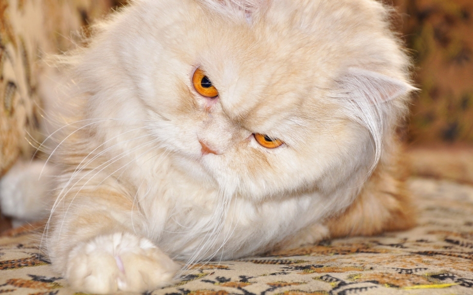 Пушистый котик