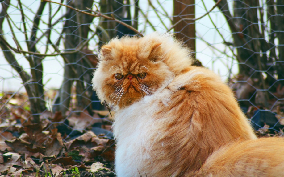 Рыжий персидский кот