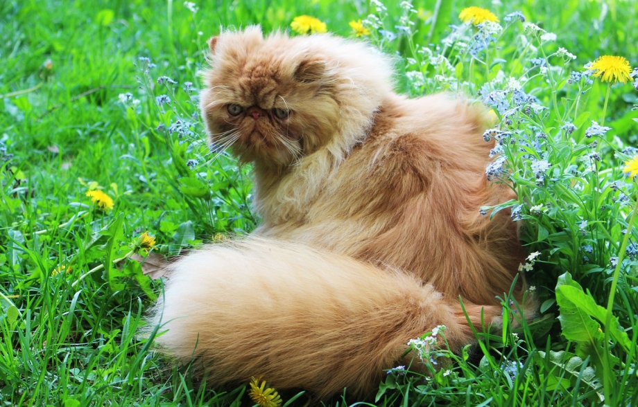 Персидская кошка