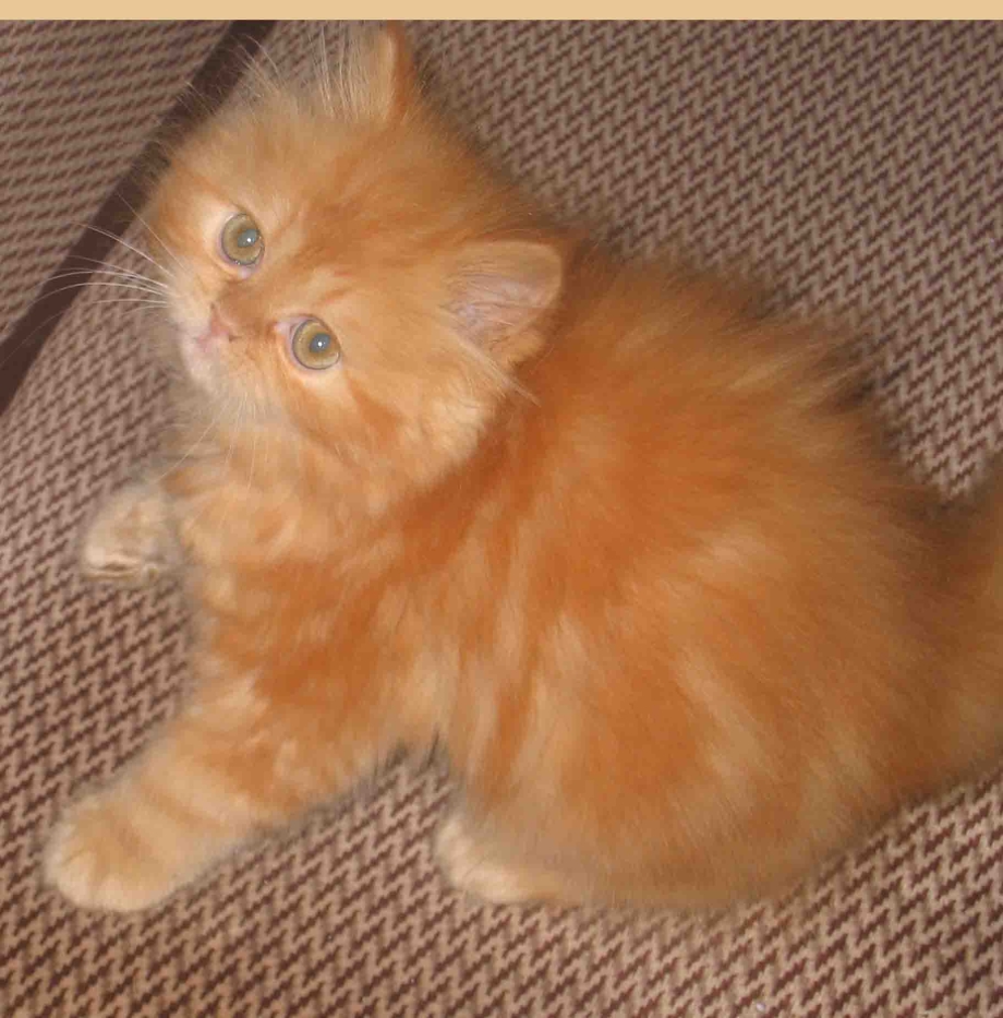 Котенок персидский Сибирский рыжий