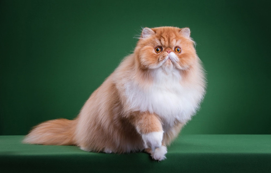 Красная Персидская кошка
