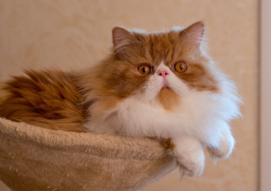 Персидская кошка