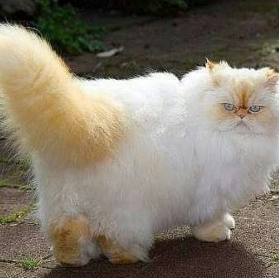 Гималайская кошка ред Пойнт