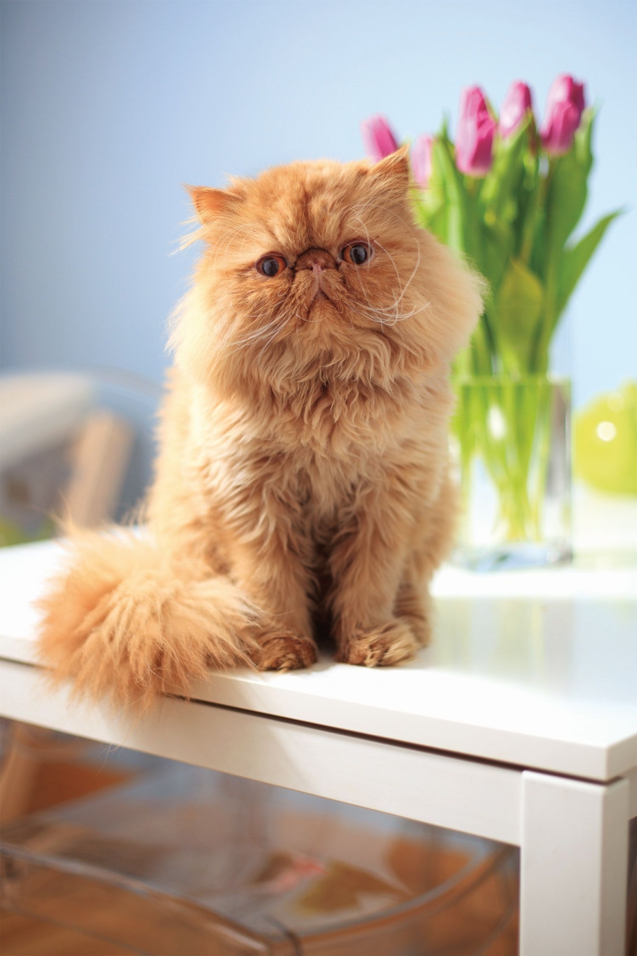 Персидский кот