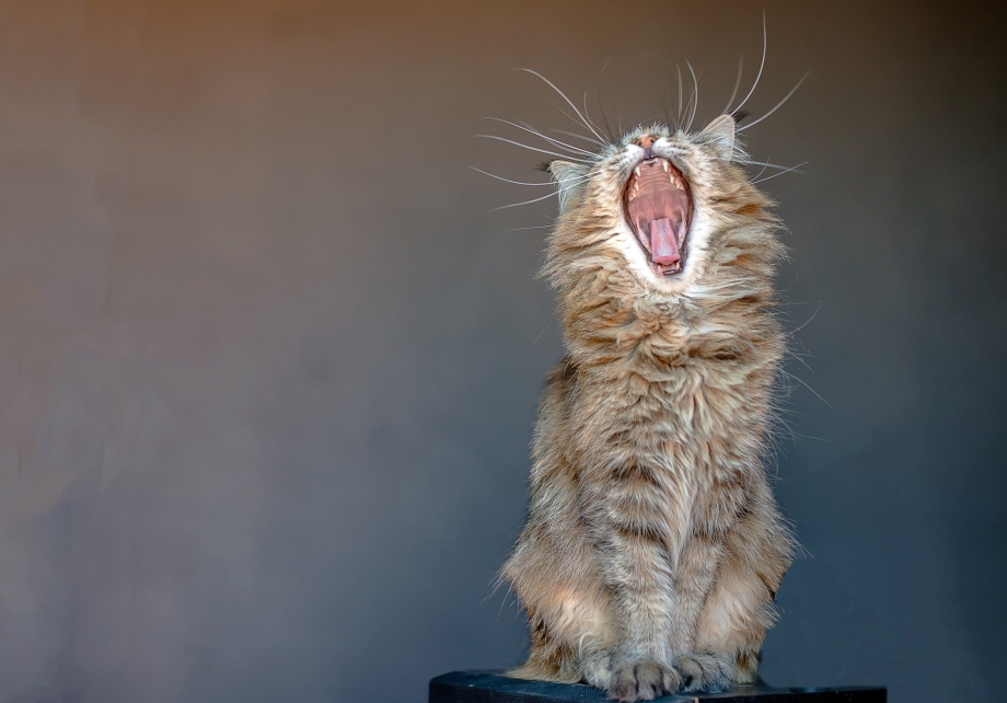 Кричащий кот