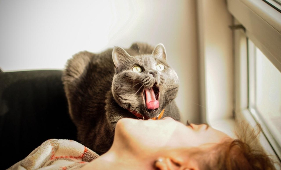 Кошка проснулась