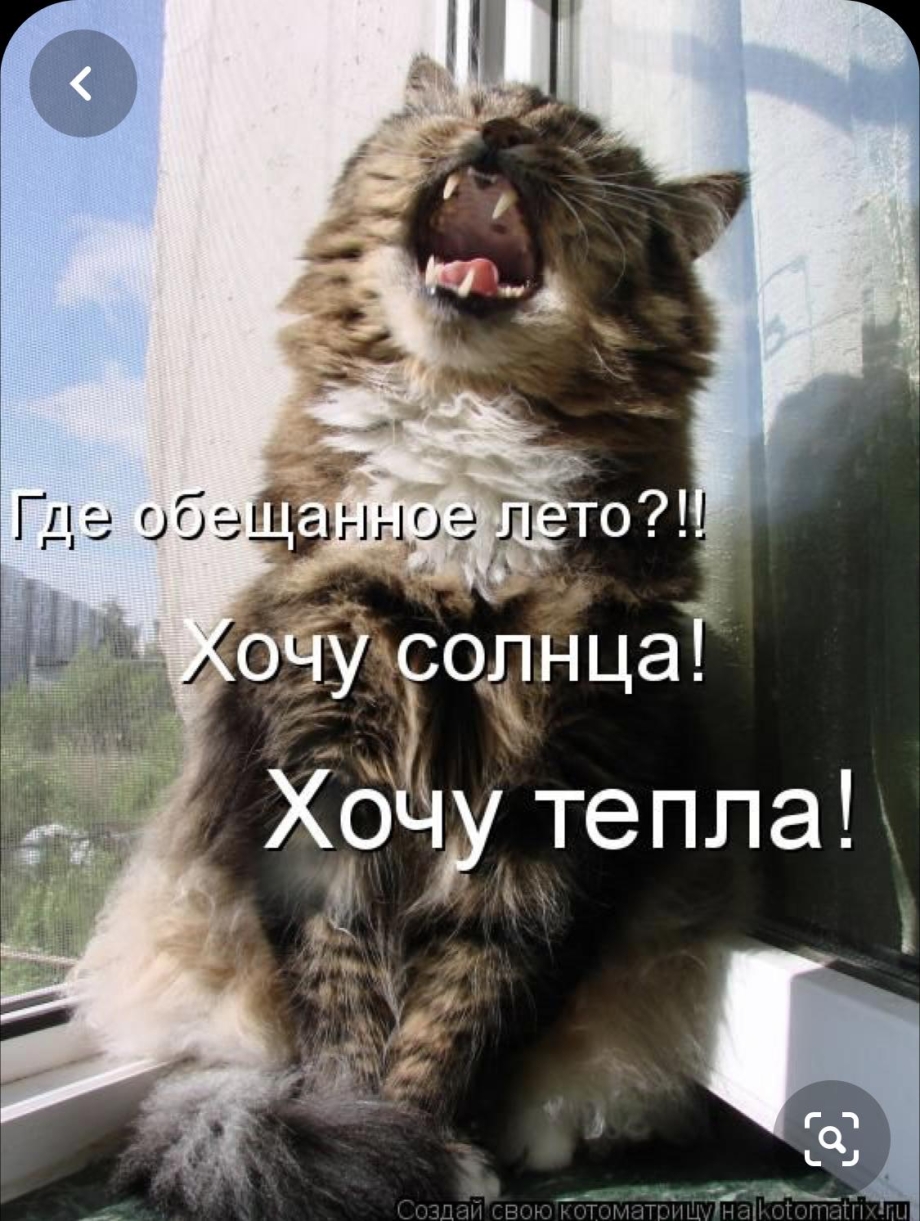 Белый кот зевает