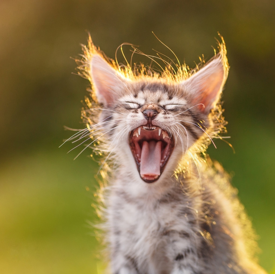 Котик мяукает