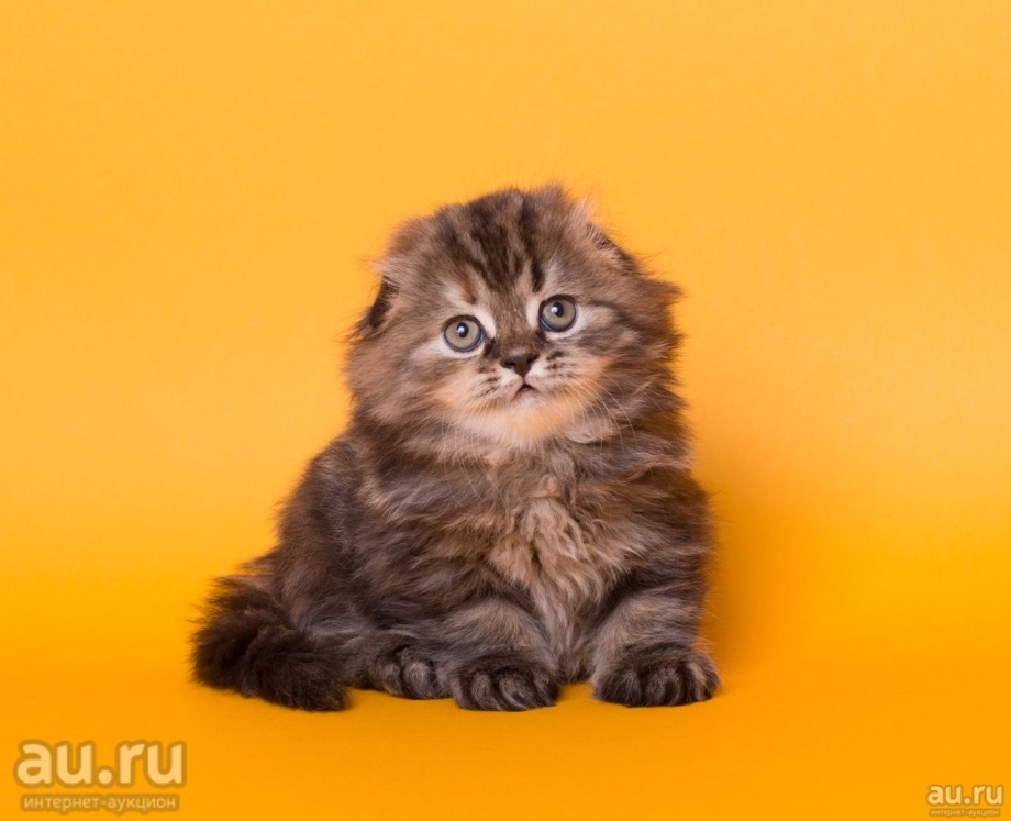 Шотландская вислоухая длинношерстная рыжая