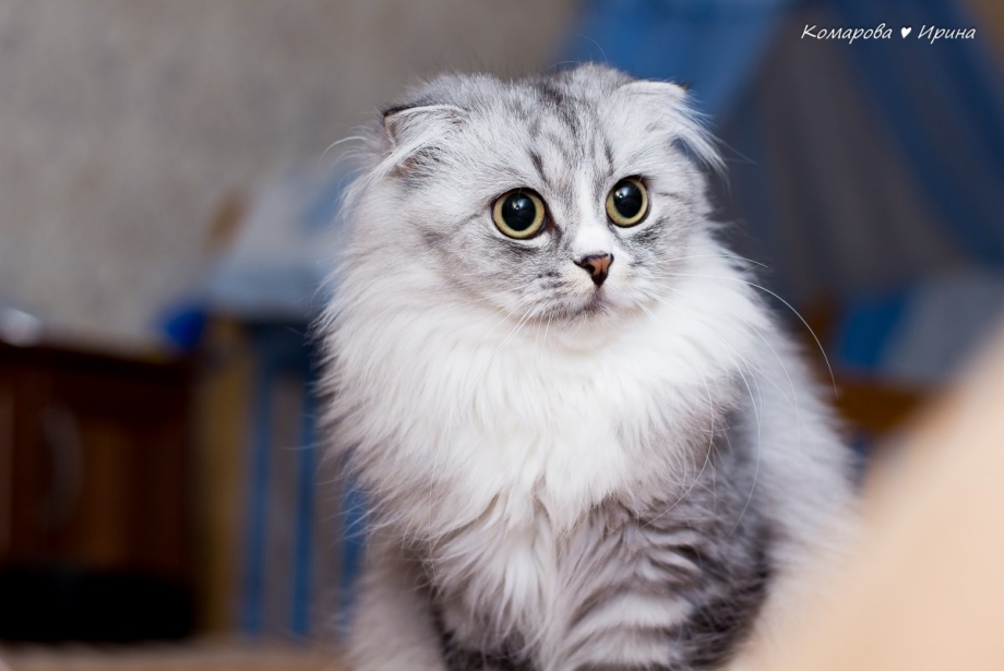 Кот хайленд фолд