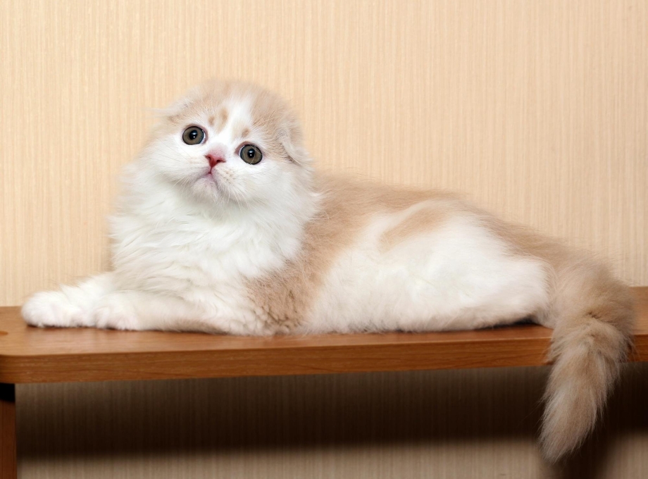 Котята хайленд фолд