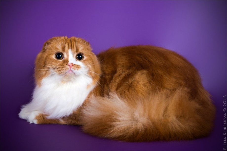 Шотландские котята хайленд фолд