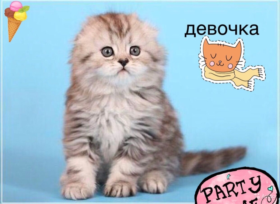 Хайленд фолд белый