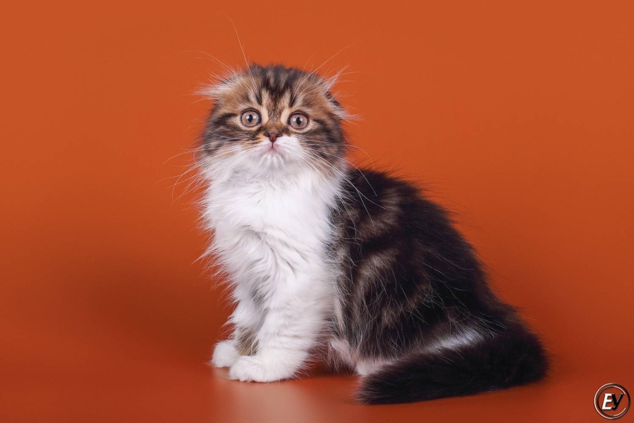 Котята породы хайленд фолд
