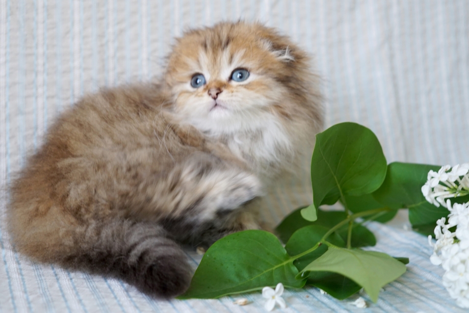 Скоттиш фолд длинношерстный