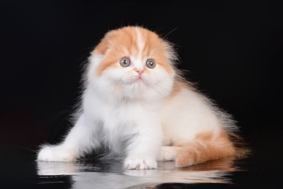 Кот хайленд фолд