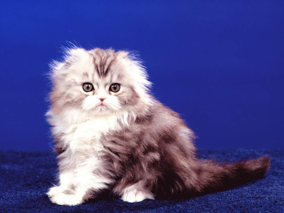 Скоттиш хайленд