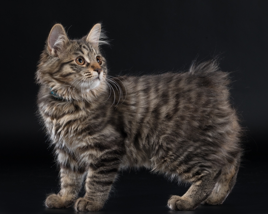Кот Курильский бобтейл