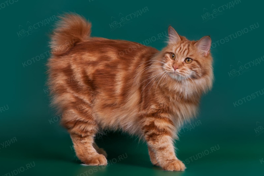 Кот Курильский бобтейл