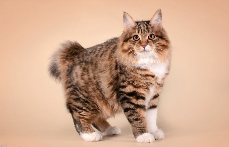 Коты американский бобтейл