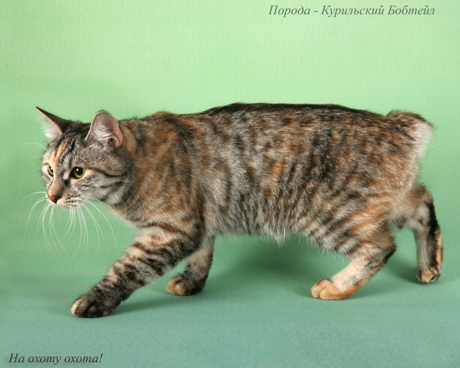 Курильский бобтейл девочка