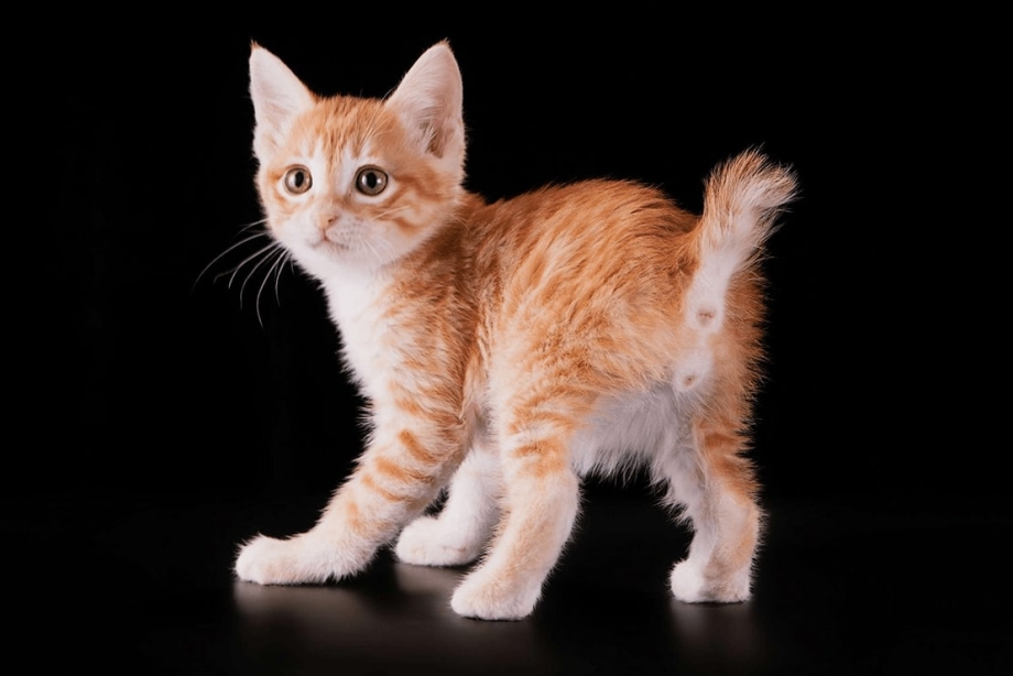 Кот Курильский бобтейл
