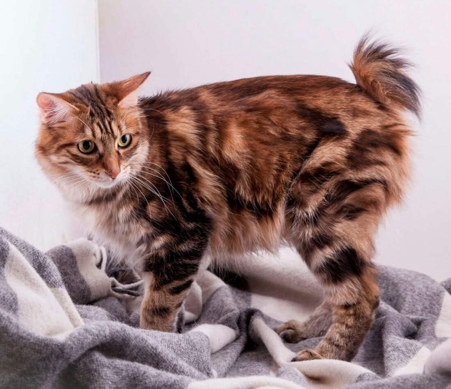 Кот Курильский бобтейл