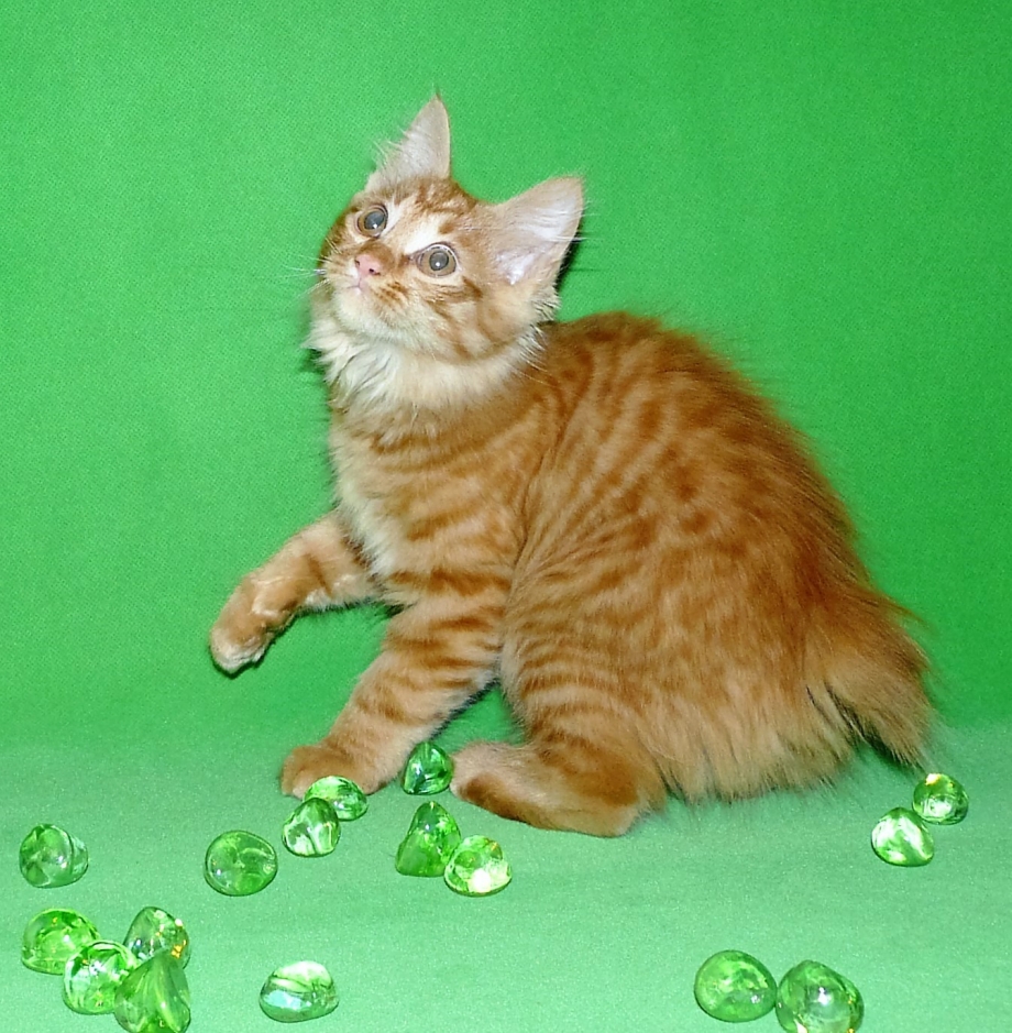 Кот Курильский бобтейл
