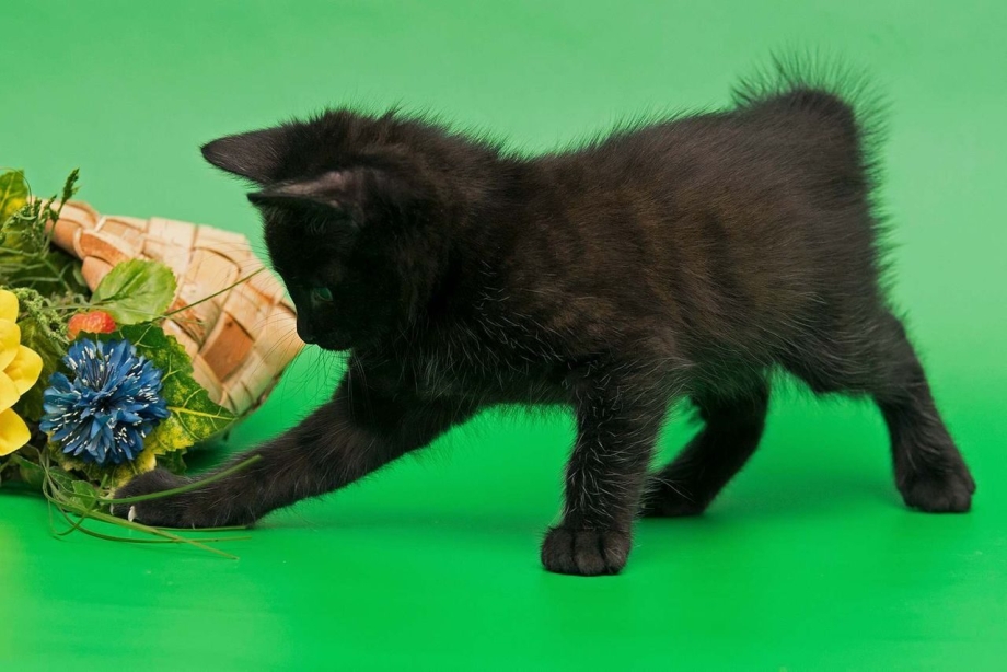 Дикий Курильский кот