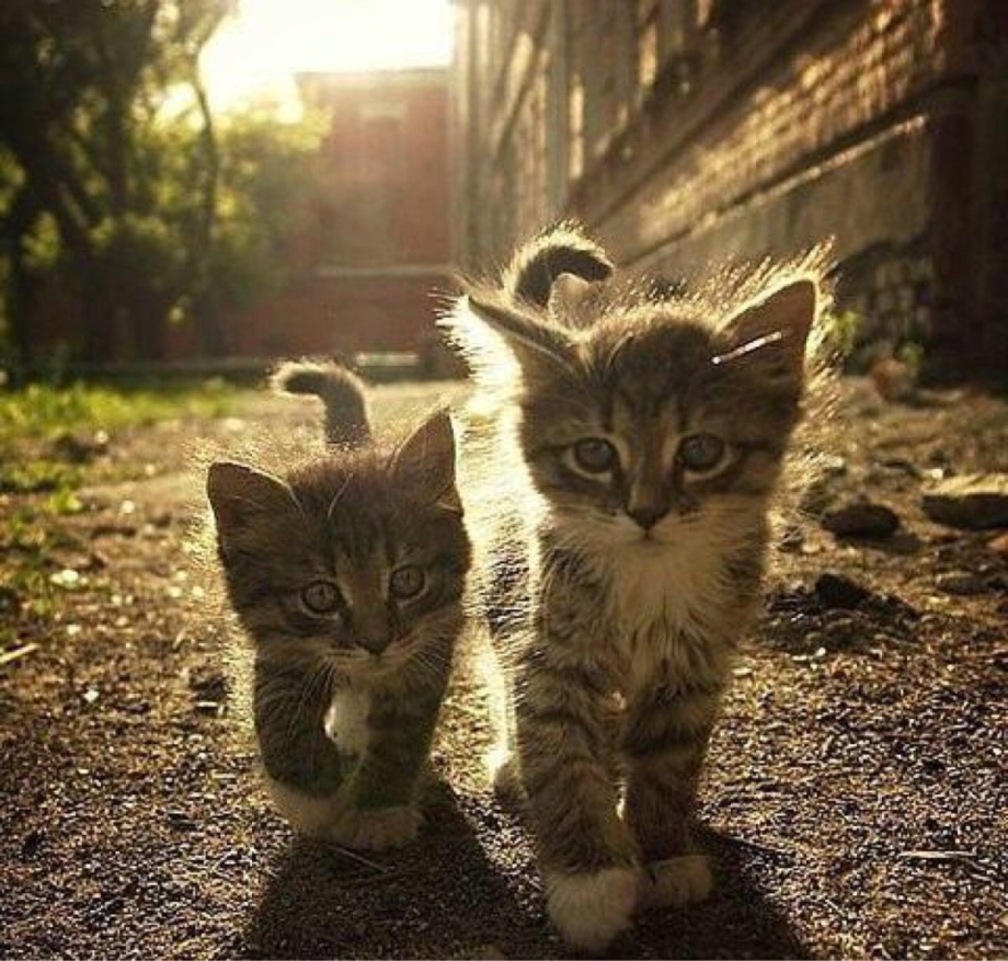Котики мы