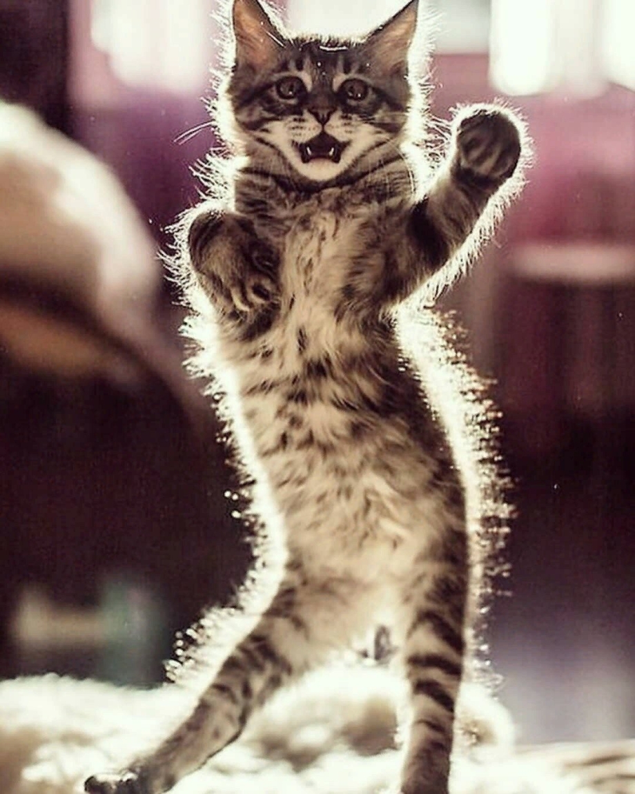 Смешной кот