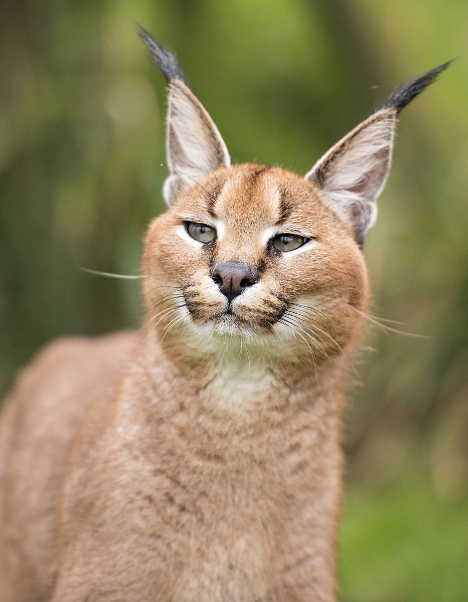 Caracal Рысь
