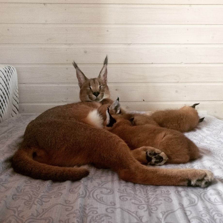 Кошка Рысь домашняя