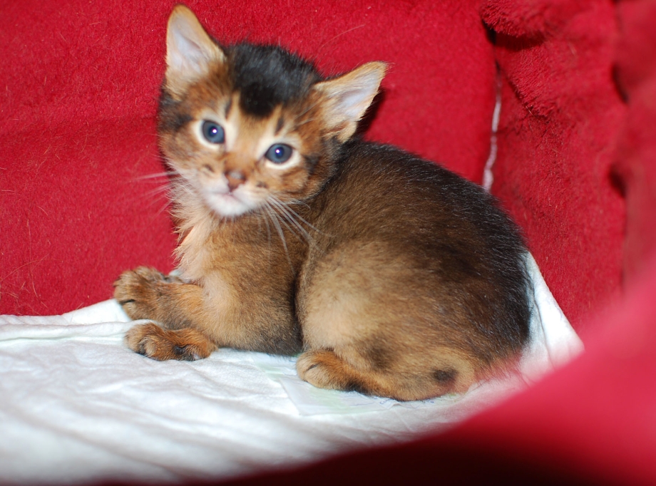 Абиссинская и Сомалийская кошка