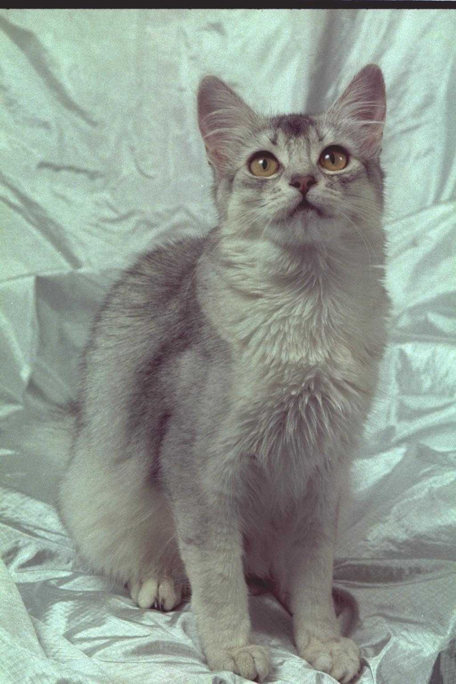 Сомалийская кошка серебристая