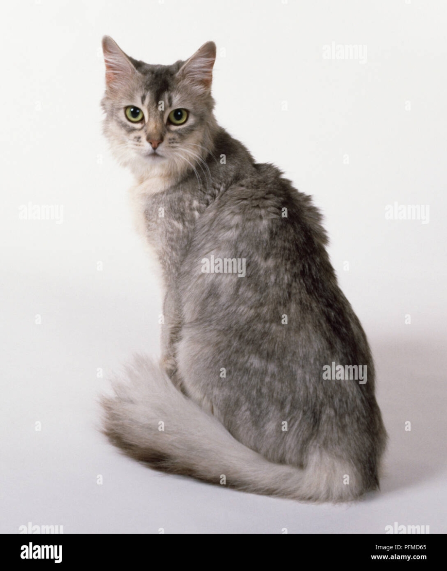 Сомалийская кошка голубая