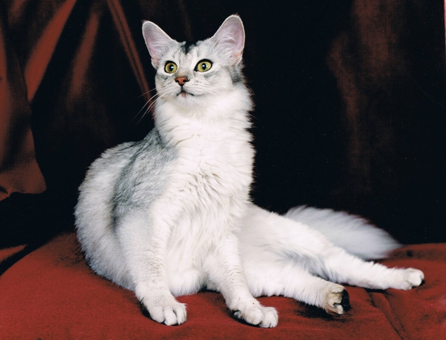 Сомалийская кошка окраса фавн