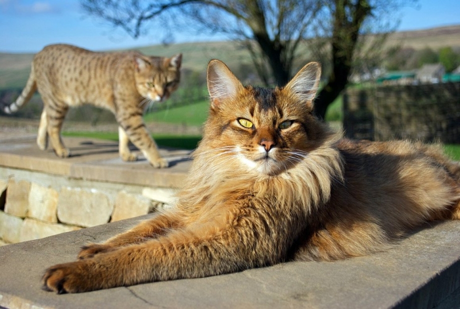 Абиссинская и Сомалийская кошка