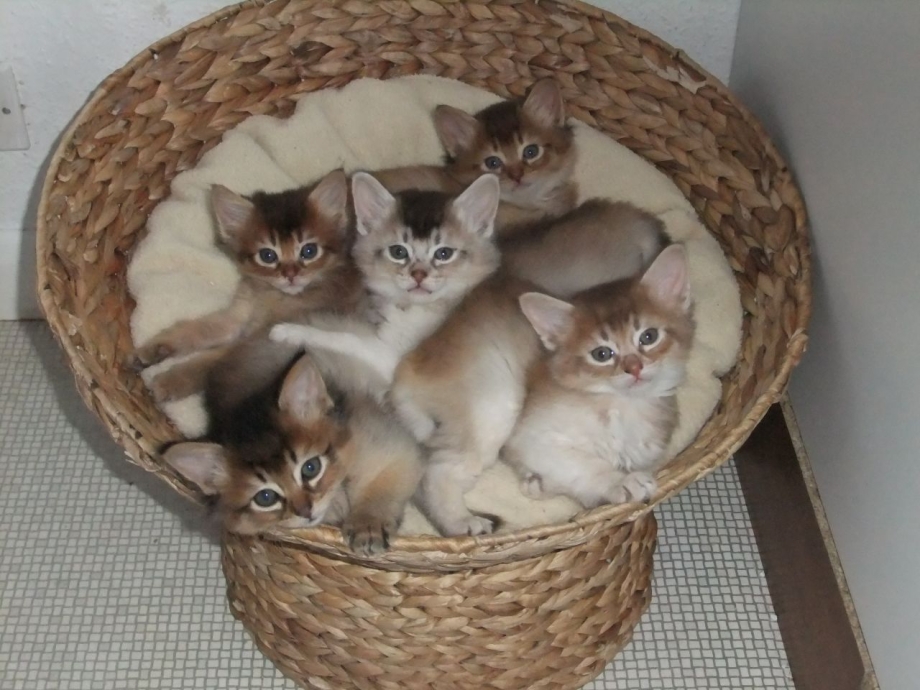 Сомалийская кошка серая