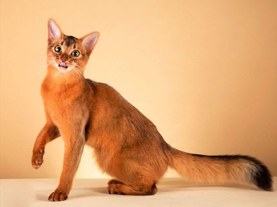 Абиссинская и Сомалийская кошка