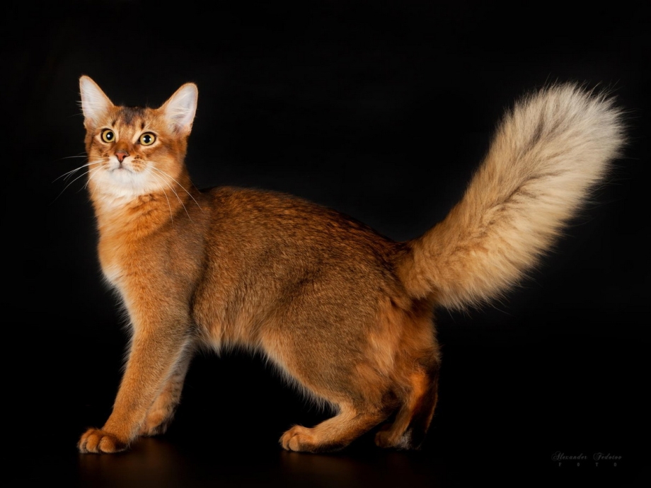 Абиссинская и Сомалийская кошка