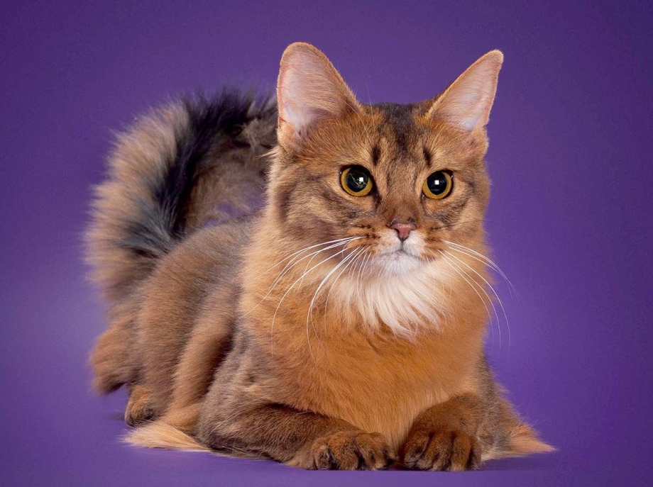 Сомалийская кошка