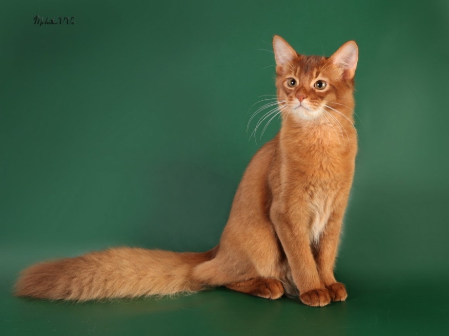Сомалийская кошка Сорель