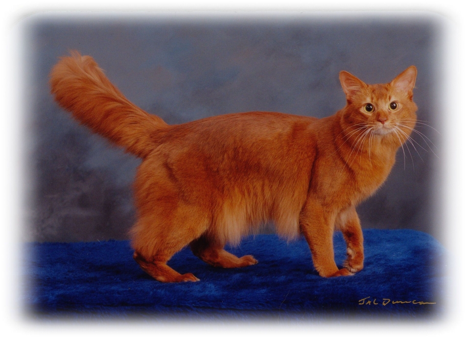 Котенок Сомали соррель