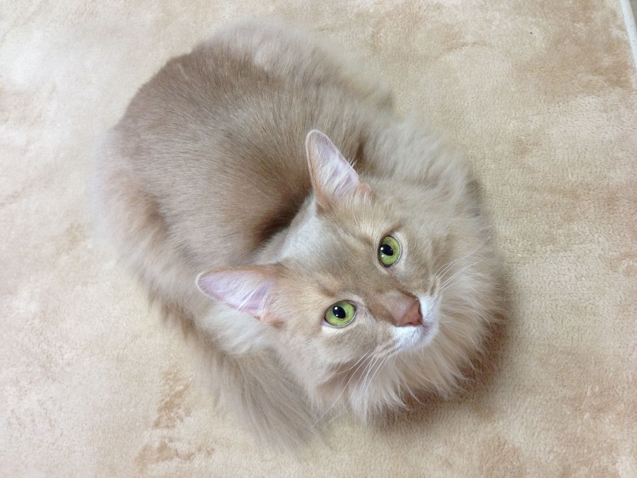 Сомалийская Лесная кошка