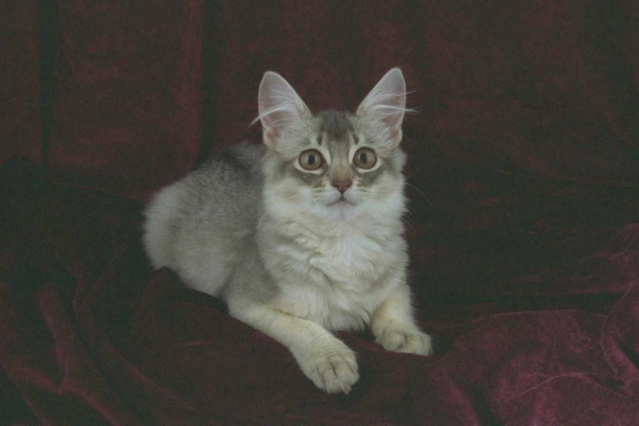 Абиссинская кошка Сомали