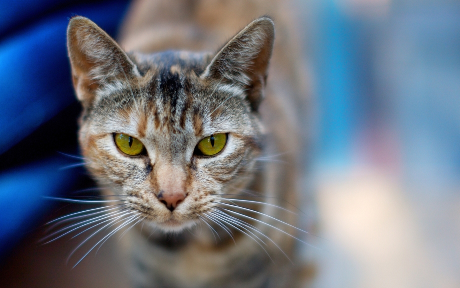 Фото котов